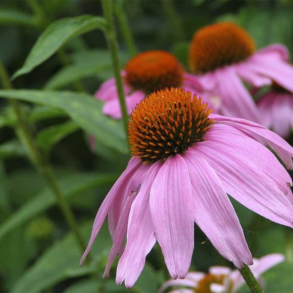 Meet your Posher, Laura - Picture 6 of 10